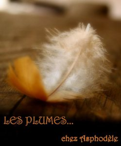 plumes 2015